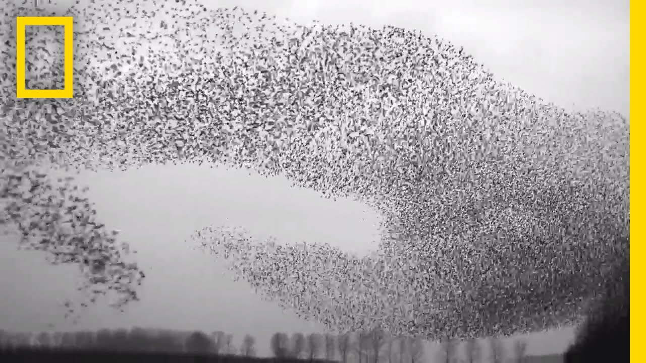 When millions of starlings fly together things get eerie
