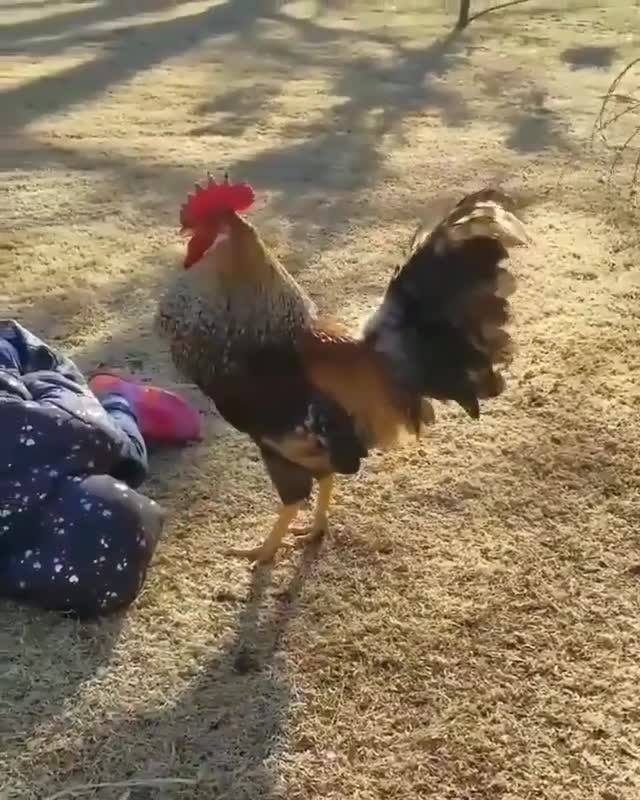 Never mess with the big cock